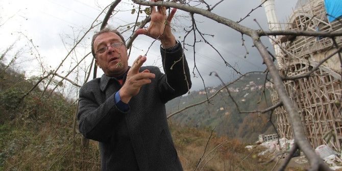 Kar Fındığa Yaradı