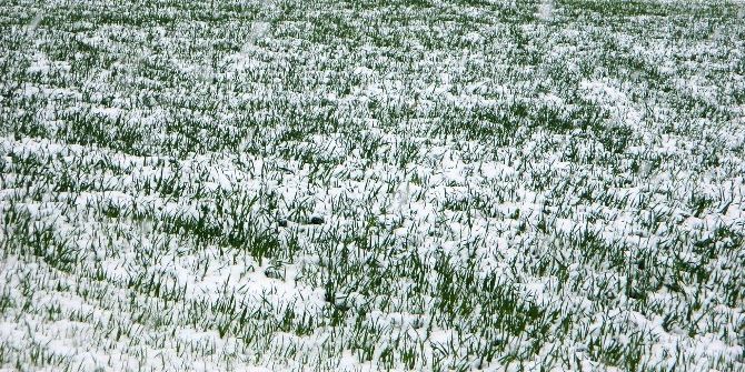 Aydın’da Buzlanma Ve Zirai Don Riskine Dikkat