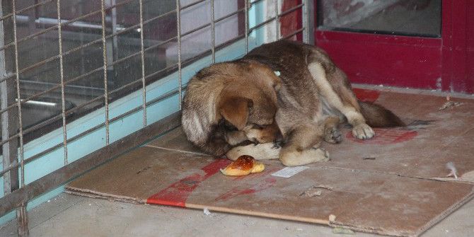 Sokak Hayvanları İçin Bir Kap Yemek Ve Battaniye Çağrısı