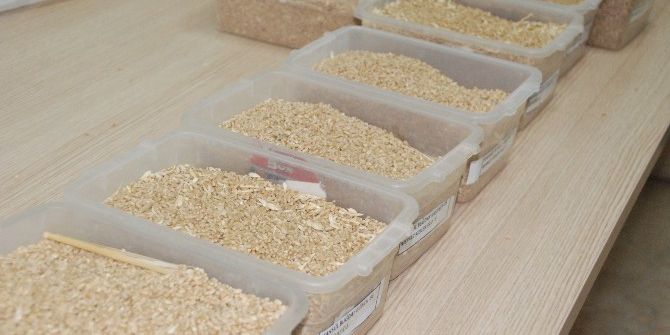 Ekmeklik Buğday 1 Lira 10 Kuruştan İşlem Gördü