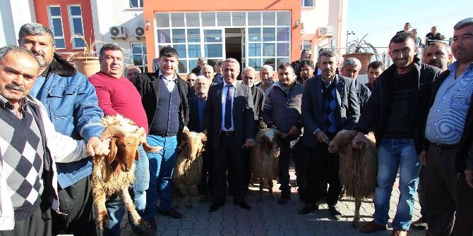 Osmaniye’de ‘İvesi’ Ve ‘Akkaraman’ Irkı Koç Dağıtıldı