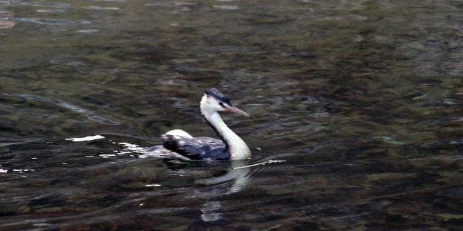 Gümüşhane’de Kanadı Kırık ‘Bahri’ Tedavi Edildikten Sonra Doğaya Bırakıldı