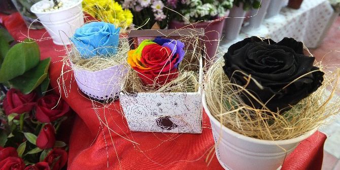 2 Yıl Boyunca Solmayan Güller Satışa Çıktı