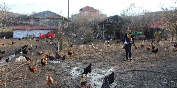 Aile Ekonomisine Tavuk Dopingi