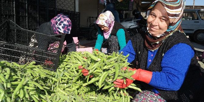 Silifke’den Irak’a Bakla İhracı