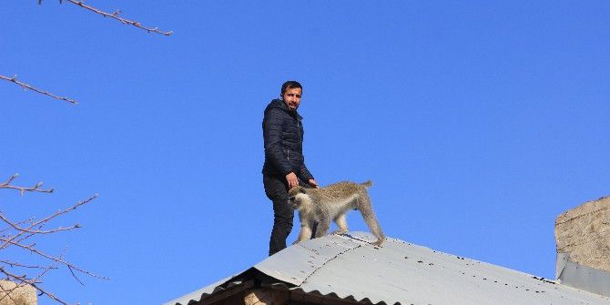 Hakkari’de Maymun Kurtarma Operasyonu