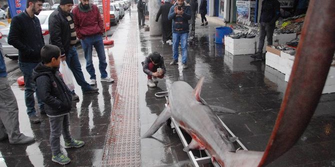 200 Kiloluk Köpek Balığı Görenleri Hayrete Düşürdü