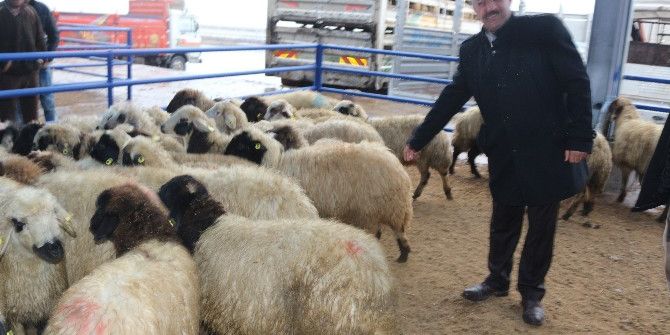 Niğde’de 11 Aileye 440 Koyun Dağıtıldı