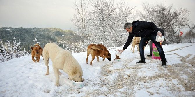 Uludağ’daki Aç Hayvanlara Yiyecek Bırakıldı