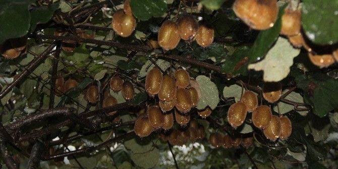 Kivi Üretiminde İnanılmaz Düşüş