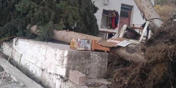 Dev Ardıç Ağaçları Evin Üzerine Düştü