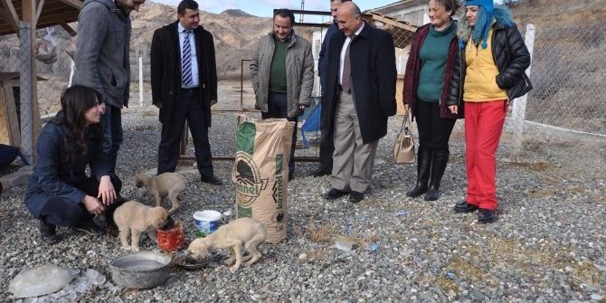 Bayat Belediyesi Sokak Hayvanlarına Sahip Çıkıyor