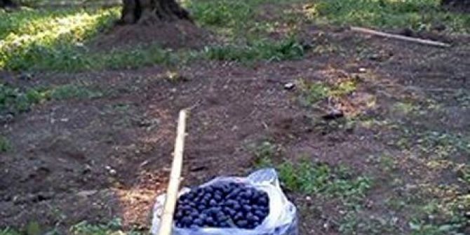 Mudanya’da Bin Yıllık Gelenek Başak Zamanı Başladı