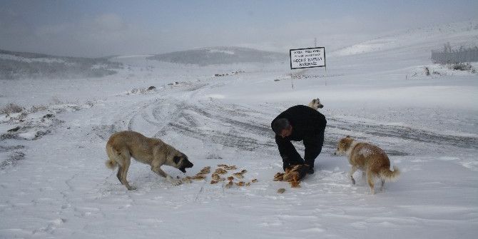 Yozgat’ta Sokak Hayvanları İçin Doğaya Yiyecek Bırakıldı