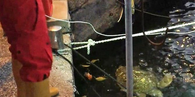 Balıkçı Barınağında Kaplumbağa Operasyonu