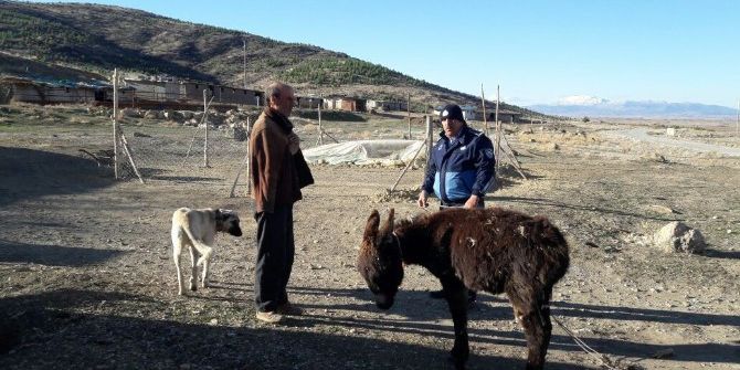 Soğukta Bırakılan Eşeğe Zabıta Sahip Çıktı