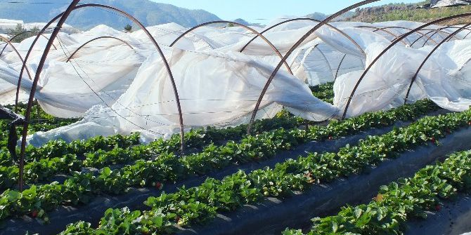 Uşak İçin Zirai Don Uyarısı