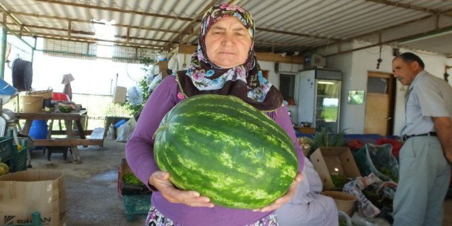 Kadriye Hanımın Ürettiği 15 Kiloluk Karpuzlar İlgi Gördü