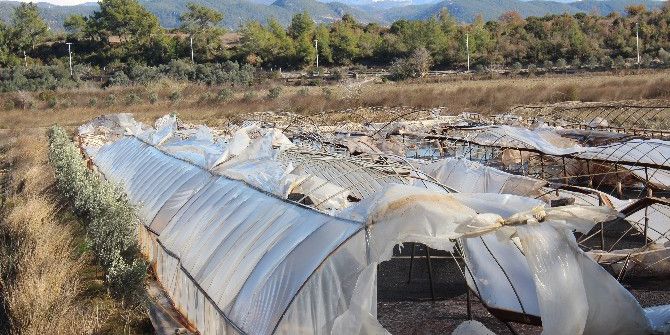 Muz Seralarını Fırtına Vurdu