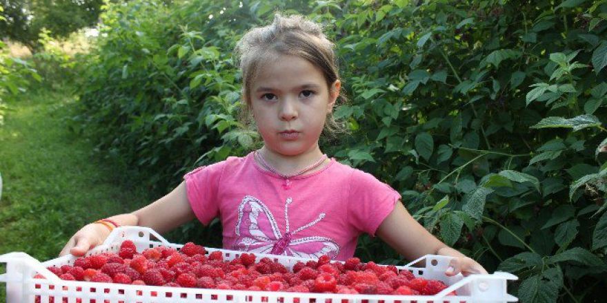 Bosna Hersek’te Tika Tarafından Başlatılan "Ahududu Yetiştiriciliği Projesi" İlk Hasadı Verdi