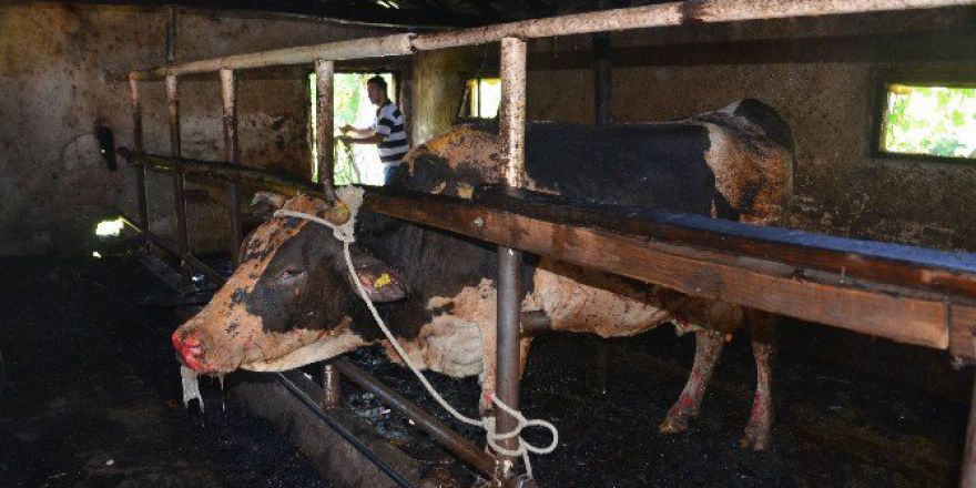 Ahırda Çıkan Yangında Hayvanlar Güçlükle Kurtarıldı