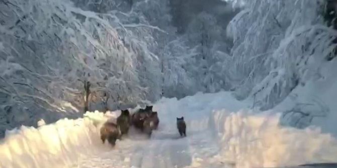 Aracın Önüne Domuz Sürüsü Çıktı