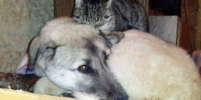 Kedi İle Köpeklerin Anlamlı Dostluğu