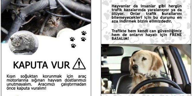 Sokak Hayvanlarının Rehabilitasyonu Çalışması