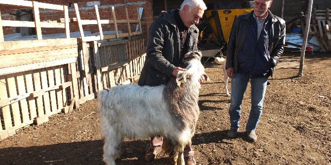 1 Metrelik Boylarıyla Günde 3 Kilo Süt Veriyorlar