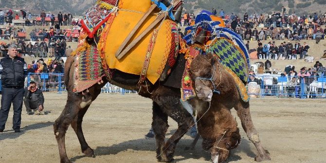 Buharkent Deve Güreşi Festivaline Hazır
