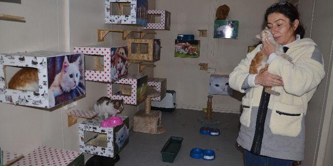 Sibirya Soğuklarına Karşı Beş Yıldızlı Kedi Evi