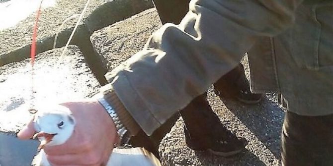 Beton Kütleler Arasında Kalan Yavru Martılar Kurtarıldı