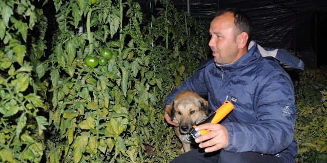 Üreticilerin Zirai Don Mesaisi