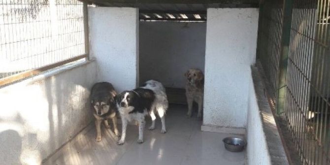 Burhaniye’de Köpeklere Belediye Koruması