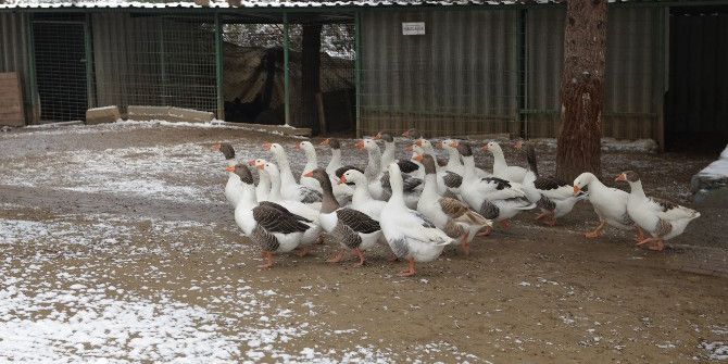Yıldırım’da Sokak Hayvanları Sahipsiz Değil