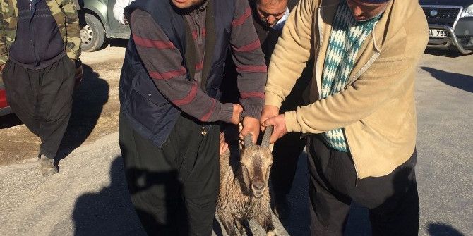 Gölete Düşen Yaban Keçisini Köylüler Kurtardı