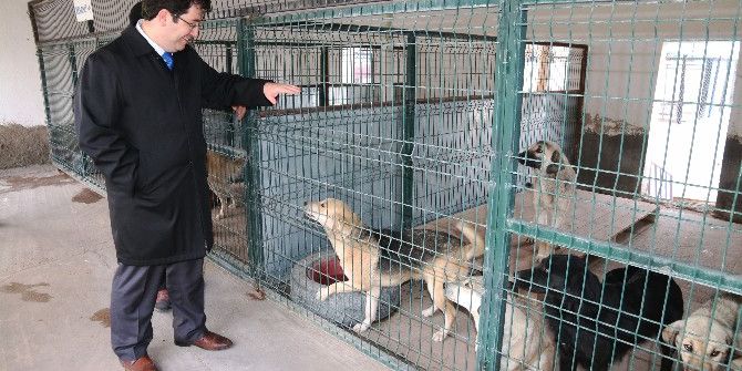 Aksaray Belediyesi Sokak Hayvanlarını Unutmadı