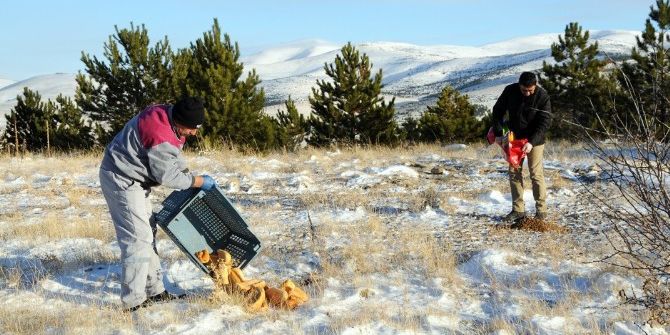 Belediye Ekipleri Yaban Hayvanlarına Yem Bıraktı