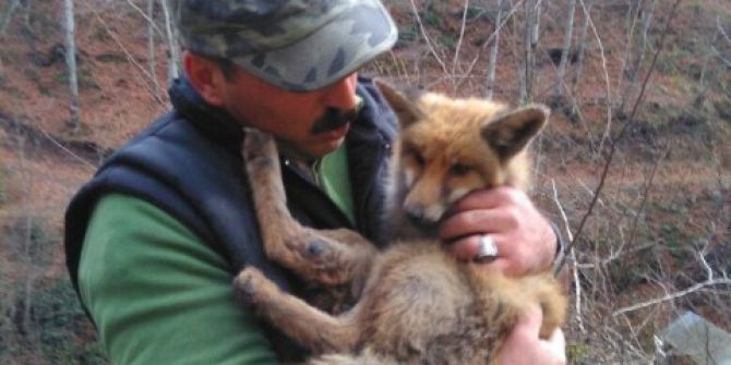 Aç Kalan Tilki, Belediyeye Sığındı