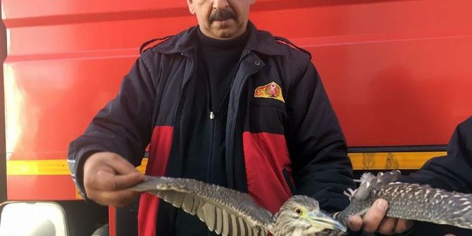 Balıkçıl Poyraza Direnemedi