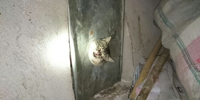 Haylaz Kedinin Yardımına İtfaiye Yetişti