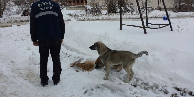 Bingöl Belediyesi Sokak Hayvanları İçin Doğaya Yem Bıraktı