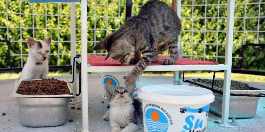 Mersin’de 40 Noktaya Daha Kedi Sığınma Evi Yerleştiriliyor