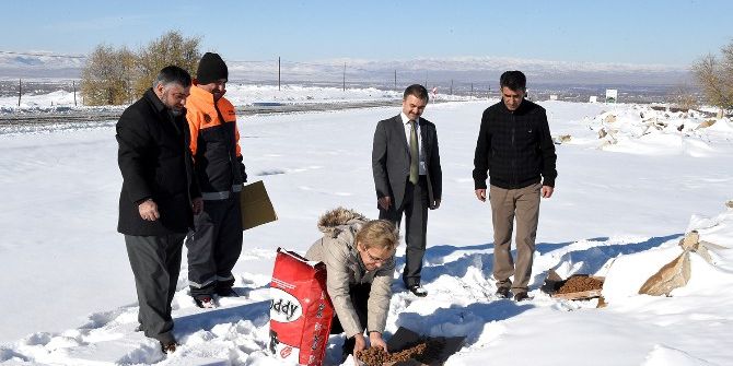 Sokak Hayvanları İçin Doğaya Yem Bırakıldı