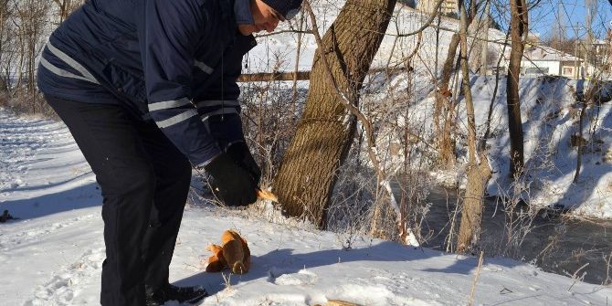 Bünyan Belediyesi Sokak Ve Yaban Hayvanlarını Unutmuyor