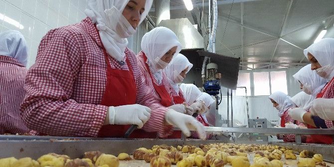 Kestane Hasadı Bitti, Şeker Üretimi Başladı