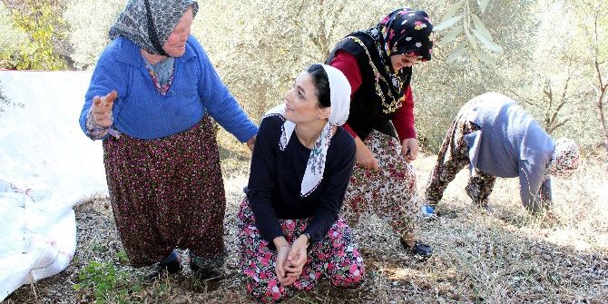 Ak Kadınlar Şalvar Giyip Zeytin Topladı