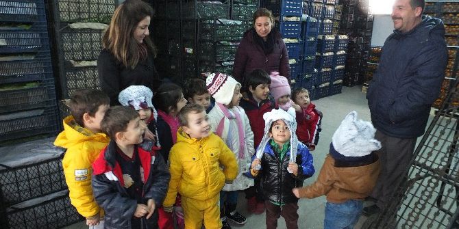 Anaokulu Öğrencileri Meyveleri Tanıdı, Alışveriş Yaptı