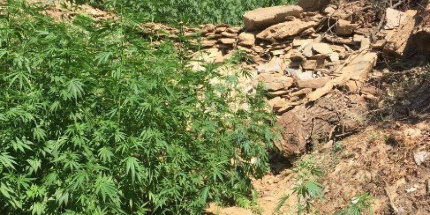 Diktiği Kenevirlerin Bakımını Yaparken Yakalandı