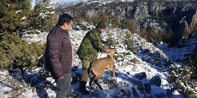 Su Arkında Bulunan Yaban Keçisi Doğaya Salındı